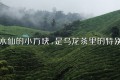 漳平水仙的小方块,是乌龙茶里的特别存在 漳平水仙的小方块,是乌龙茶里的特别存在