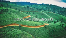 红茶文化之旅:探访云南古茶园 红茶文化之旅:探访云南古茶园