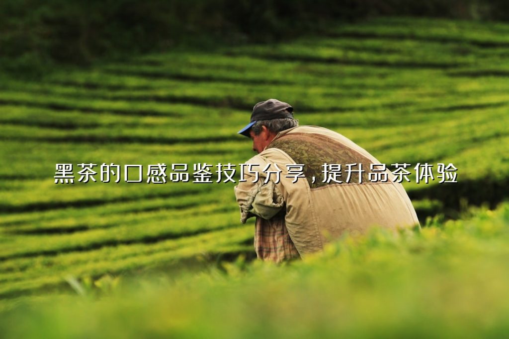 黑茶的口感品鉴技巧分享，提升品茶体验