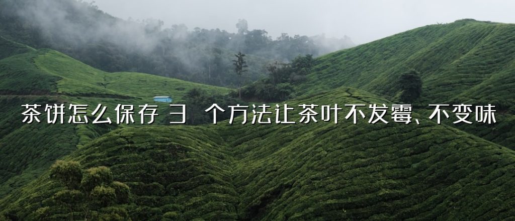 茶饼怎么保存?3 个方法让茶叶不发霉、不变味 茶饼怎么保存?3 个方法让茶叶不发霉、不变味