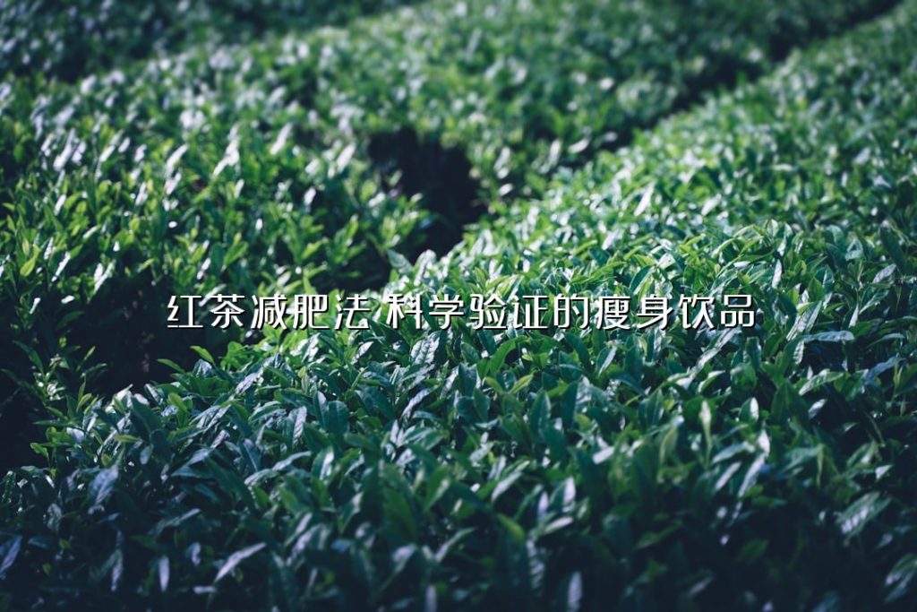 红茶减肥法:科学验证的瘦身饮品 红茶减肥法:科学验证的瘦身饮品