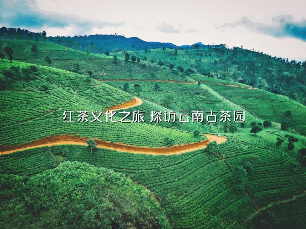 红茶文化之旅:探访云南古茶园 红茶文化之旅:探访云南古茶园