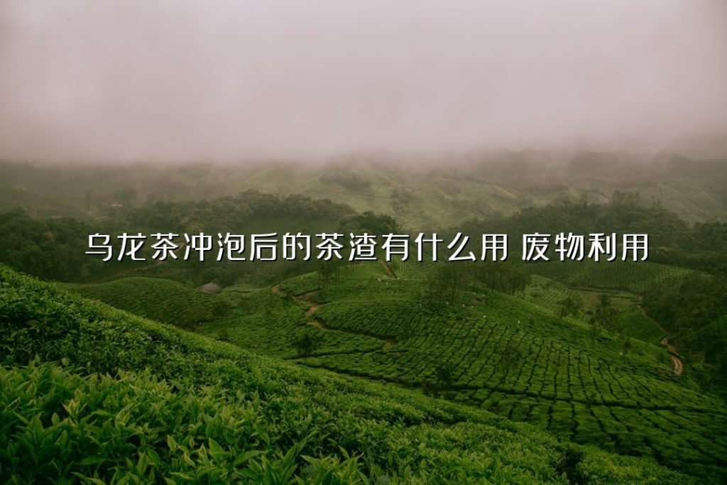 乌龙茶冲泡后的茶渣有什么用?废物利用 乌龙茶冲泡后的茶渣有什么用?废物利用