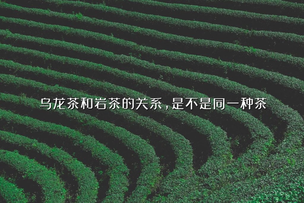乌龙茶和岩茶的关系,是不是同一种茶 乌龙茶和岩茶的关系,是不是同一种茶