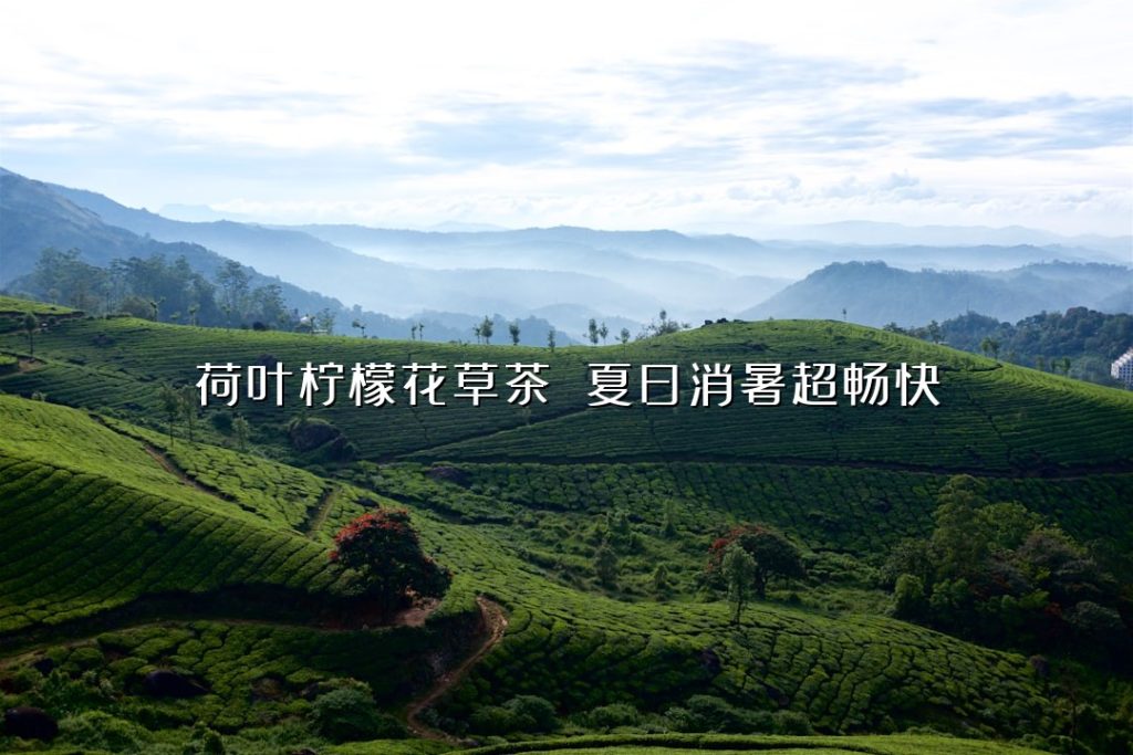 荷叶柠檬花草茶 夏日消暑超畅快