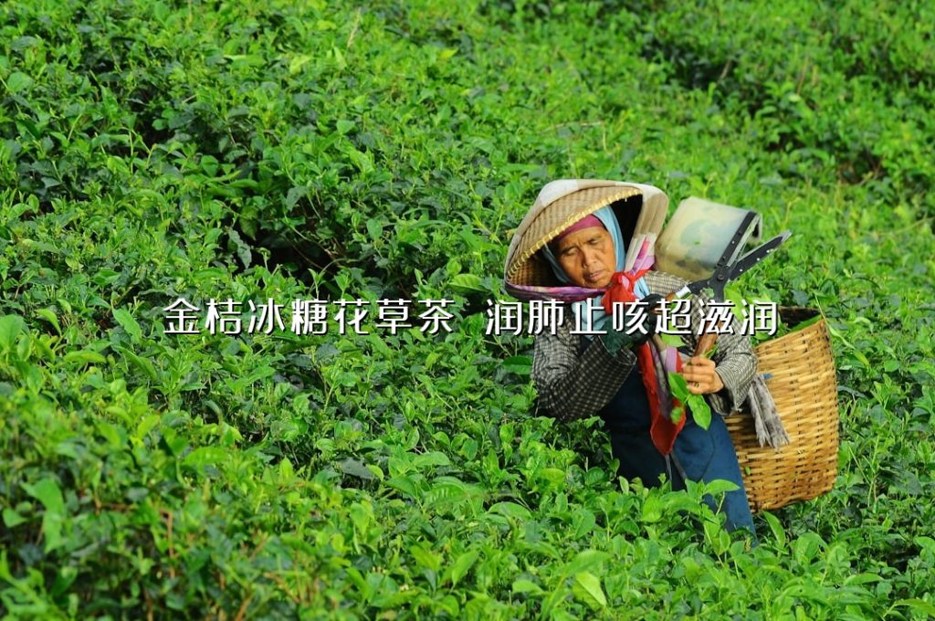 金桔冰糖花草茶 润肺止咳超滋润 金桔冰糖花草茶 润肺止咳超滋润