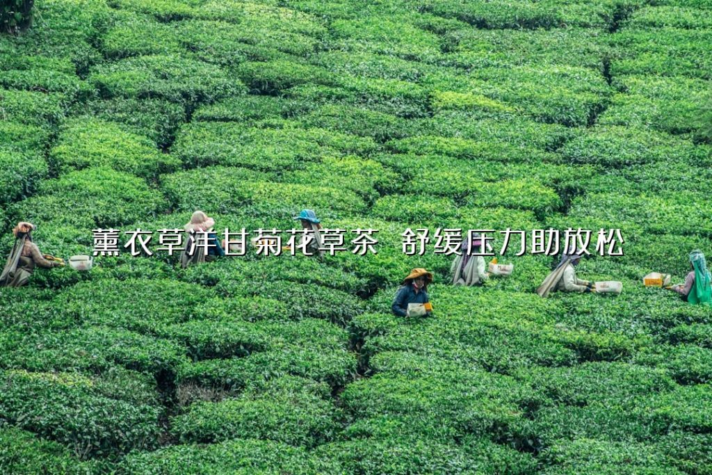 薰衣草洋甘菊花草茶 舒缓压力助放松