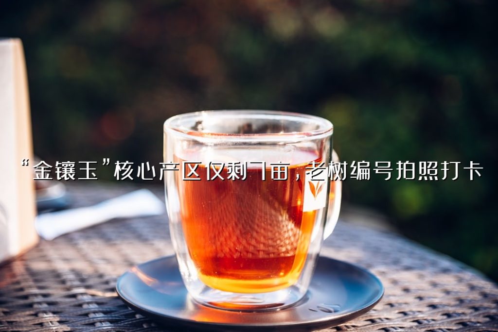 “金镶玉”核心产区仅剩 7 亩,老树编号拍照打卡 “金镶玉”核心产区仅剩 7 亩,老树编号拍照打卡