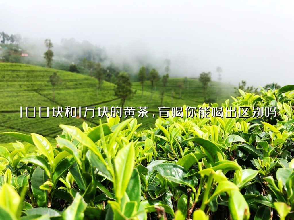 100 块和 1 万块的黄茶,盲喝你能喝出区别吗? 100 块和 1 万块的黄茶,盲喝你能喝出区别吗?