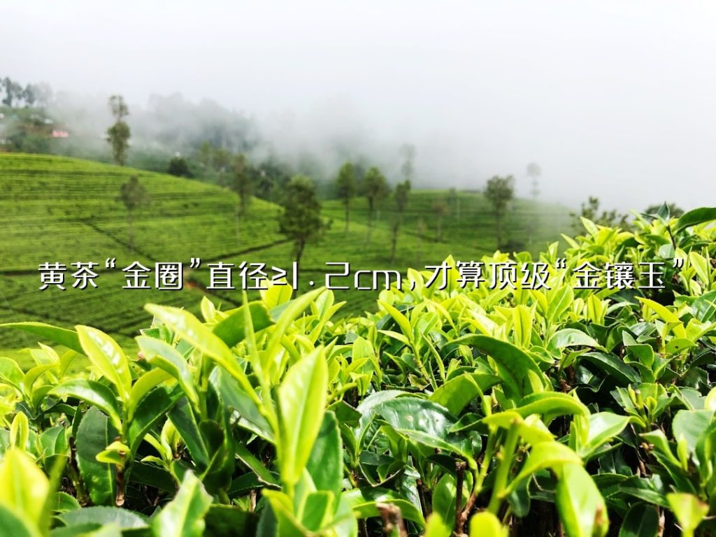 黄茶“金圈”直径≥1.2cm，才算顶级“金镶玉”