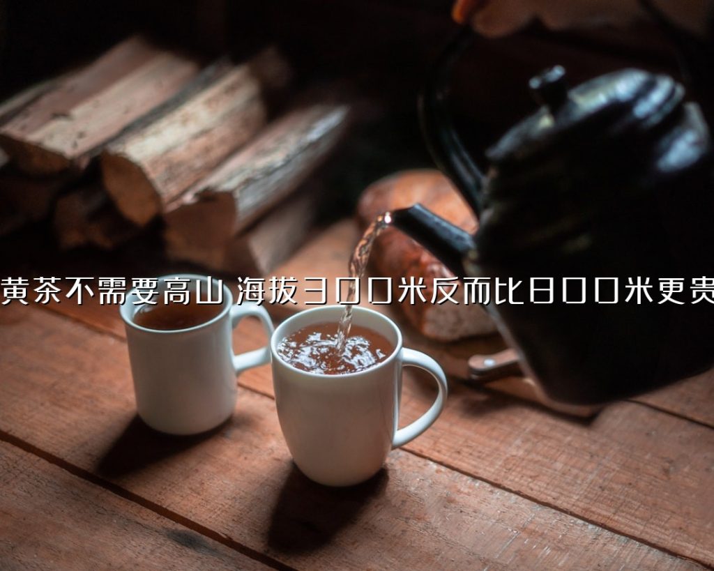 黄茶不需要高山?海拔 300 米反而比 800 米更贵 黄茶不需要高山?海拔 300 米反而比 800 米更贵
