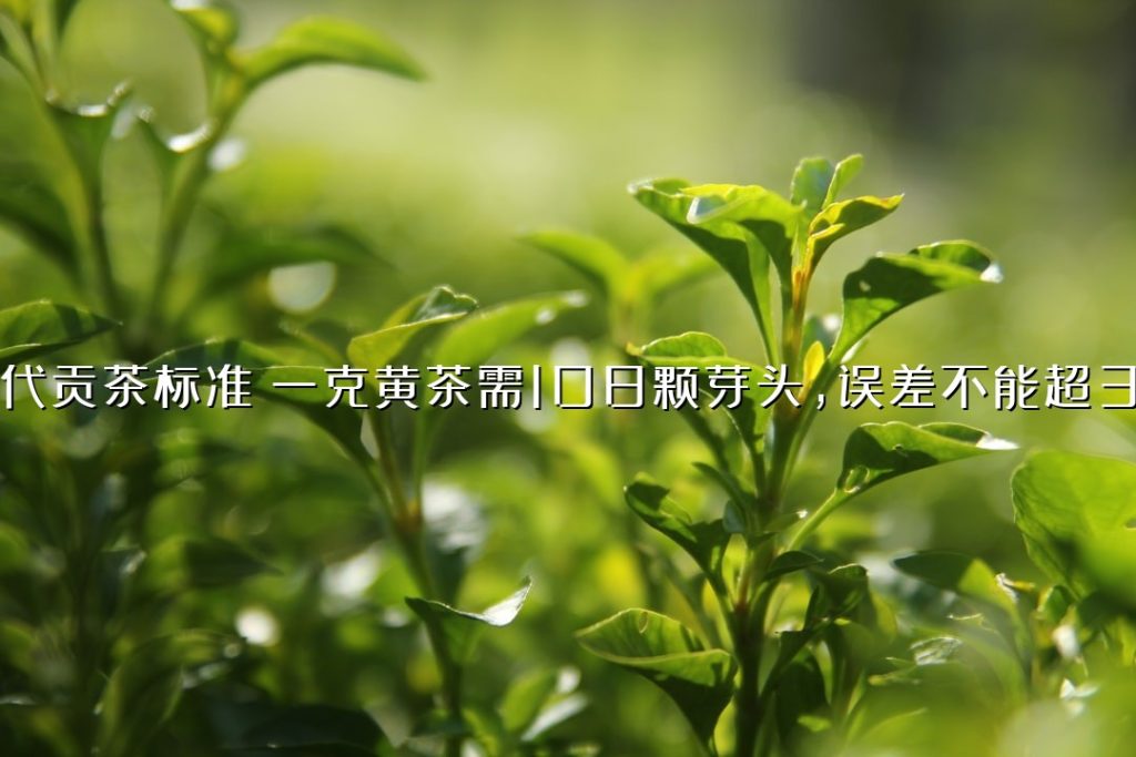 明代贡茶标准:一克黄茶需 108 颗芽头,误差不能超 3 颗 明代贡茶标准:一克黄茶需 108 颗芽头,误差不能超 3 颗