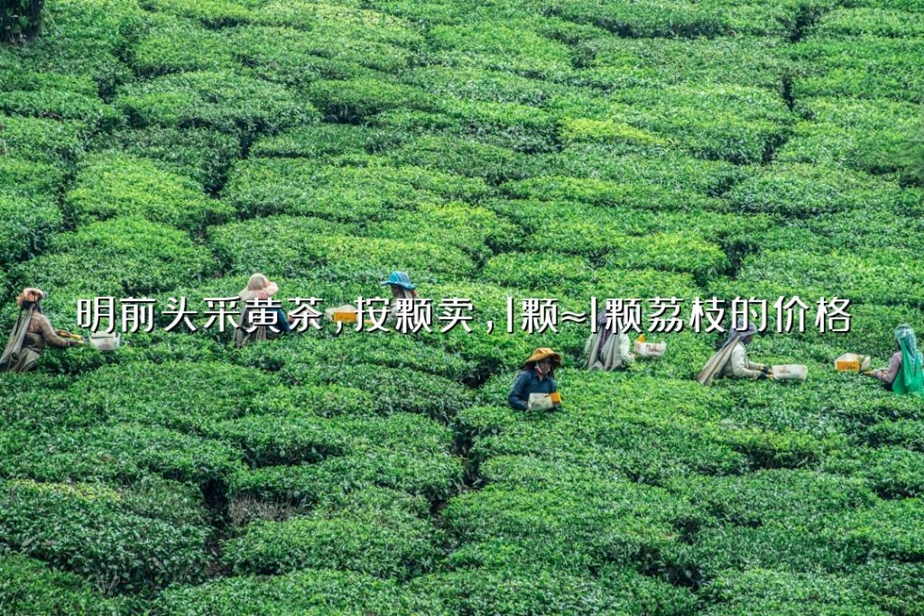 明前头采黄茶,按颗卖,1 颗≈1 颗荔枝的价格 明前头采黄茶,按颗卖,1 颗≈1 颗荔枝的价格