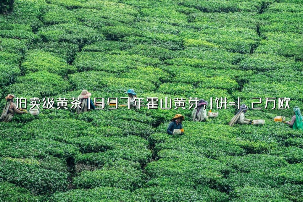 拍卖级黄茶：1997 年霍山黄芽，1 饼 =1.2 万欧