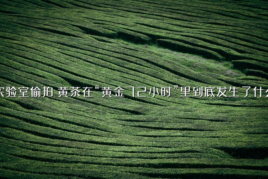 实验室偷拍：黄茶在“黄金 72 小时”里到底发生了什么