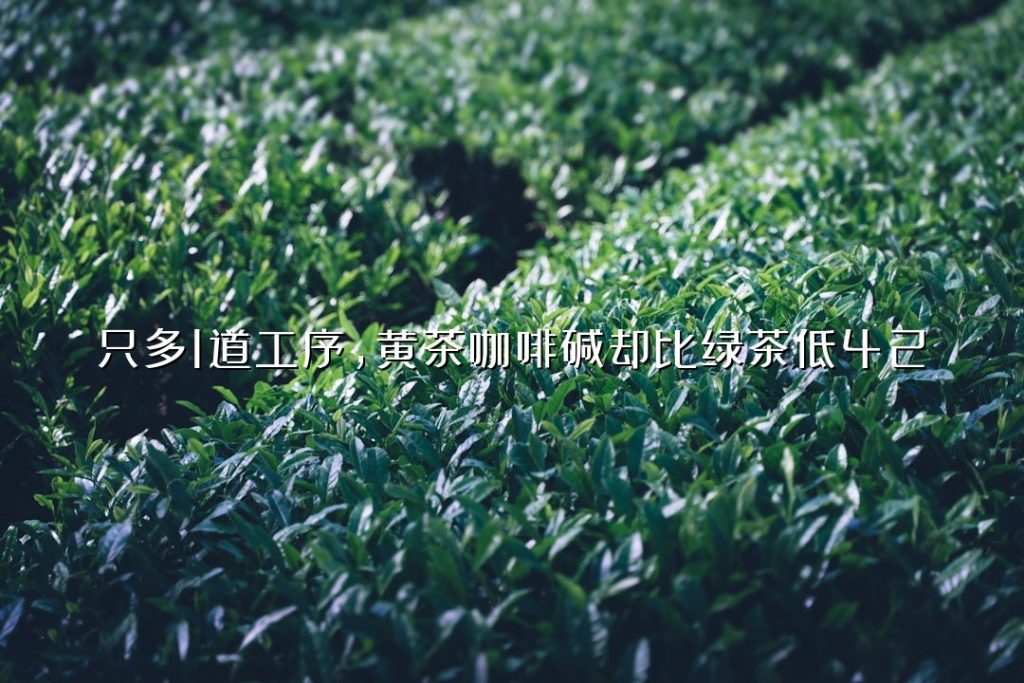 只多 1 道工序，黄茶咖啡碱却比绿茶低 42%