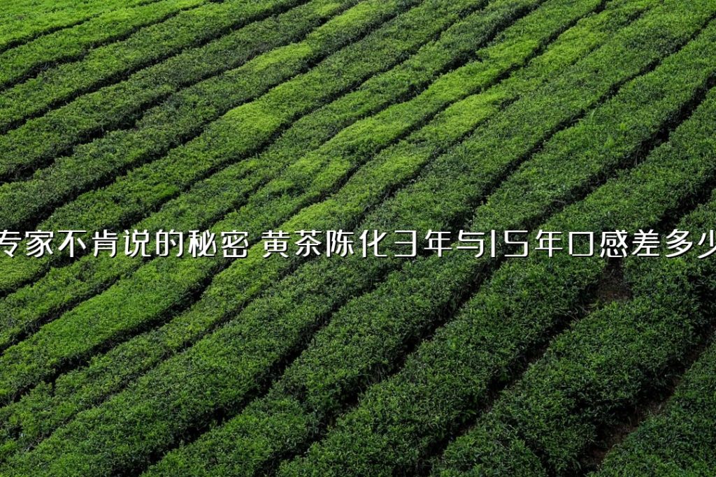 专家不肯说的秘密：黄茶陈化 3 年与 15 年口感差多少？