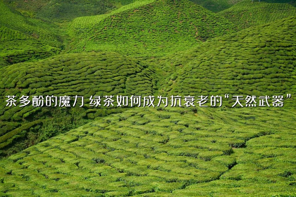 茶多酚的魔力:绿茶如何成为抗衰老的“天然武器”? 茶多酚的魔力:绿茶如何成为抗衰老的“天然武器”?