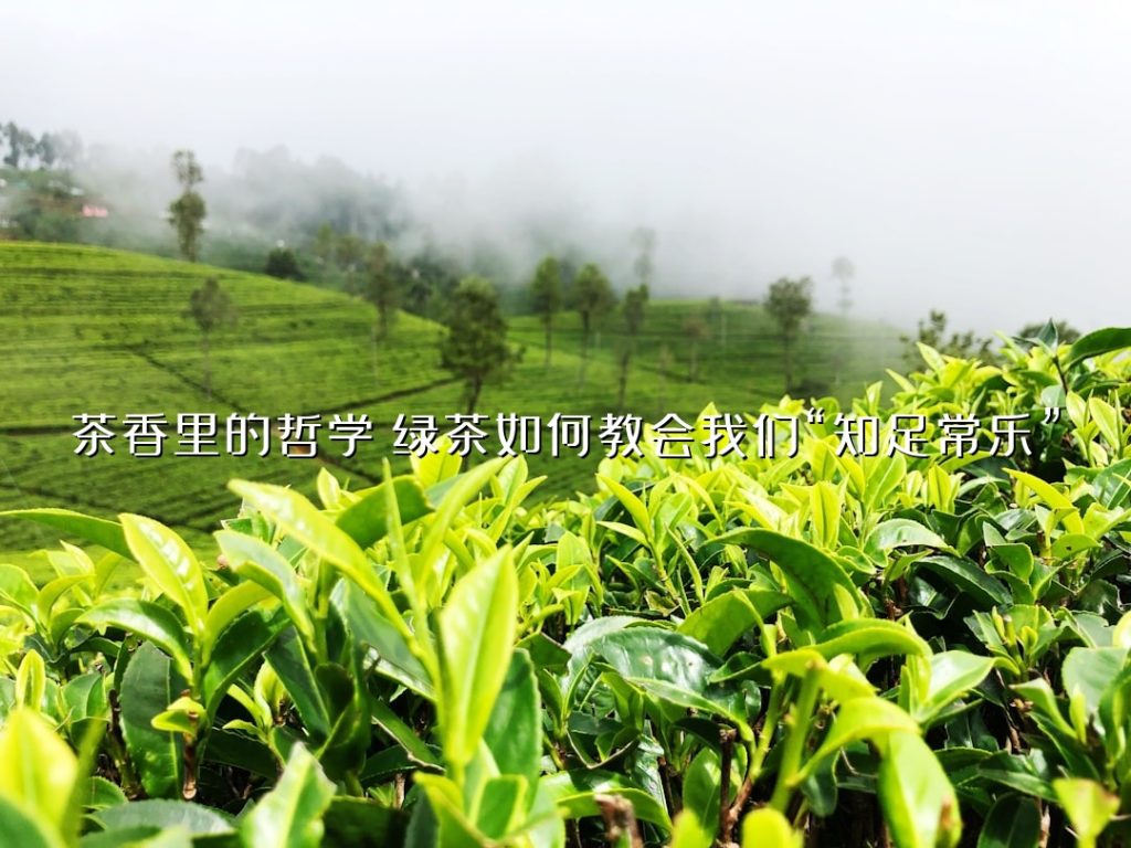 茶香里的哲学：绿茶如何教会我们“知足常乐”？