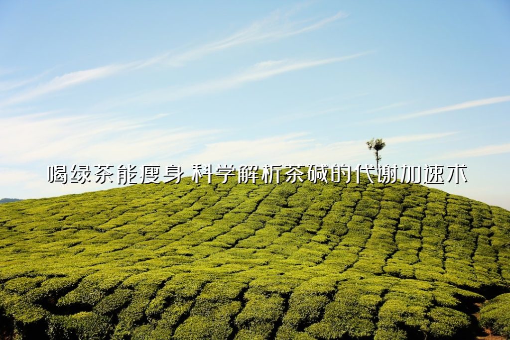 喝绿茶能瘦身?科学解析茶碱的代谢加速术 喝绿茶能瘦身?科学解析茶碱的代谢加速术