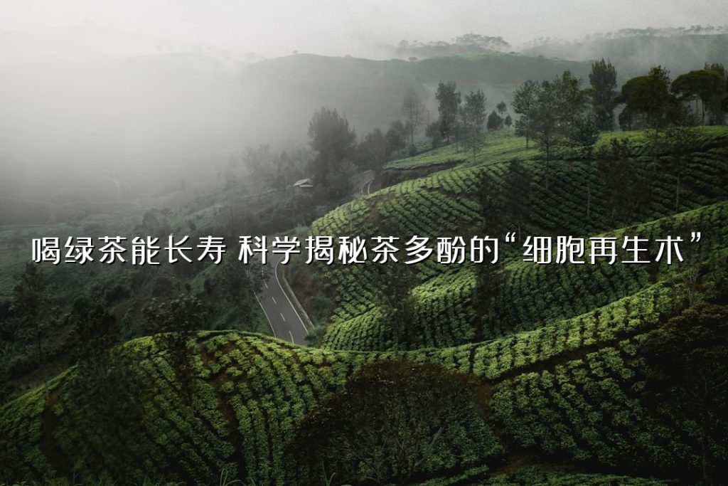 喝绿茶能长寿？科学揭秘茶多酚的“细胞再生术”