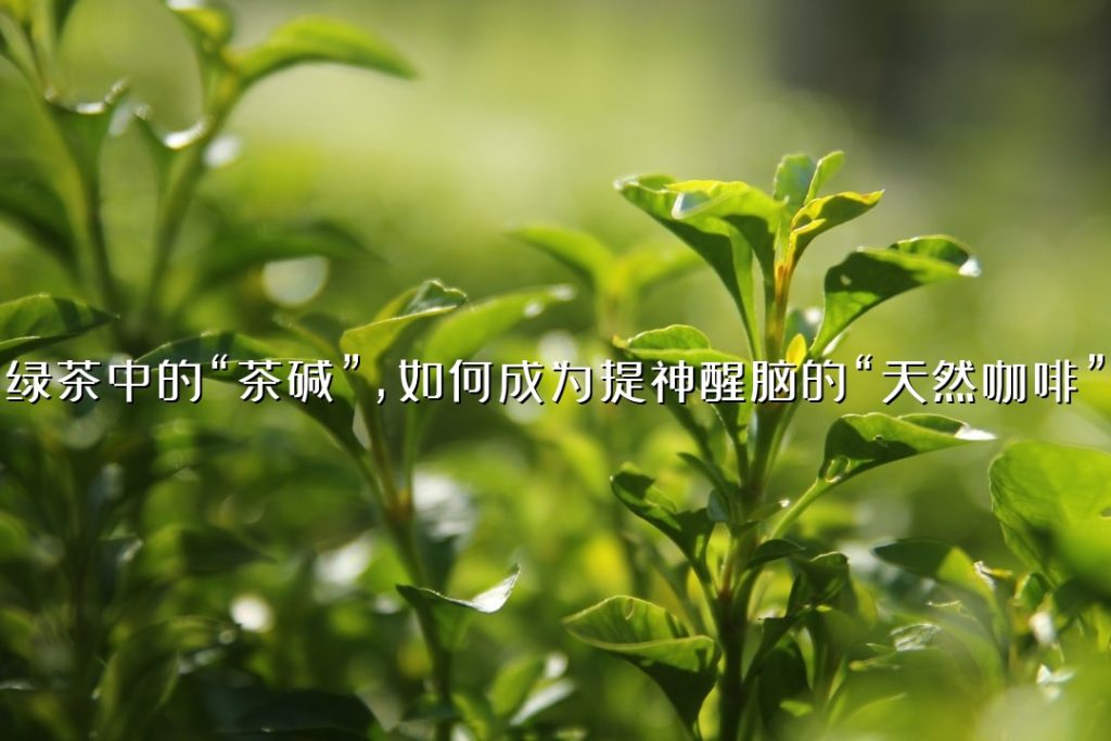 绿茶中的“茶碱”，如何成为提神醒脑的“天然咖啡”？