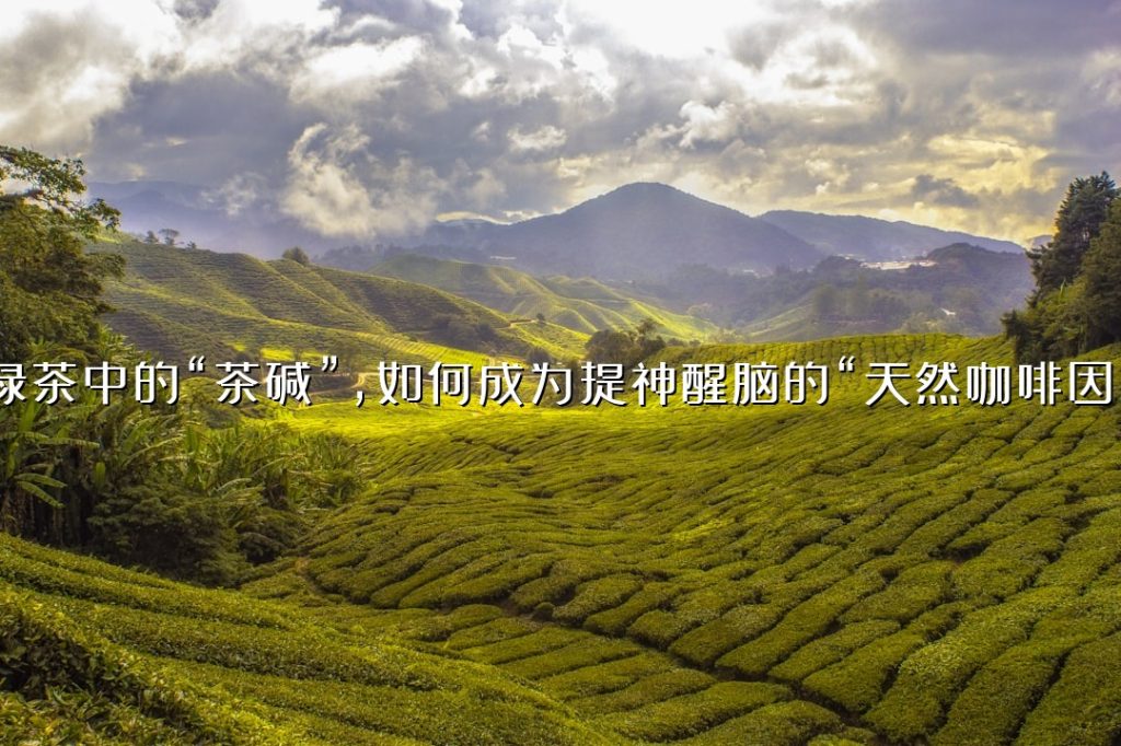 绿茶中的“茶碱”，如何成为提神醒脑的“天然咖啡因”？