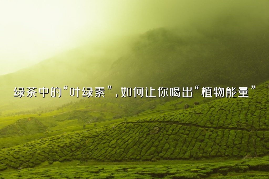 绿茶中的“叶绿素”，如何让你喝出“植物能量”？