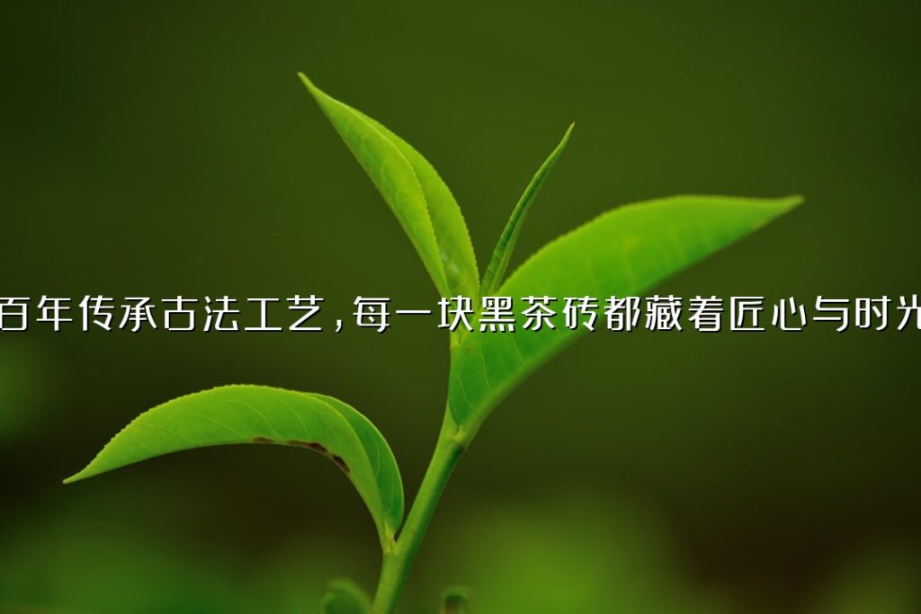 百年传承古法工艺，每一块黑茶砖都藏着匠心与时光