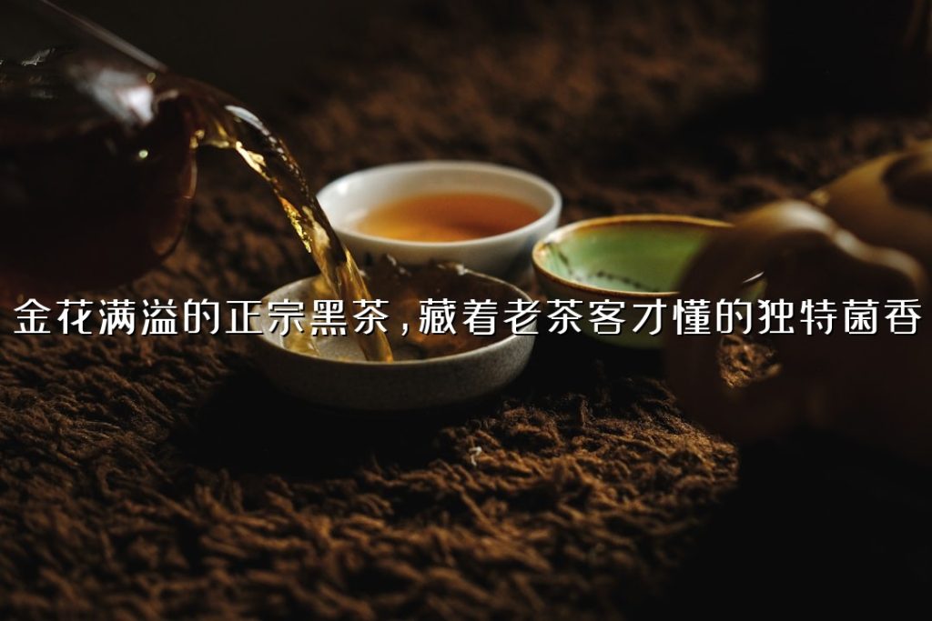 金花满溢的正宗黑茶，藏着老茶客才懂的独特菌香