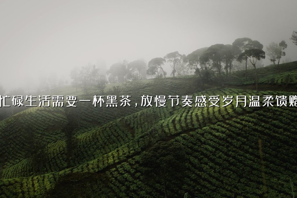 忙碌生活需要一杯黑茶,放慢节奏感受岁月温柔馈赠 忙碌生活需要一杯黑茶,放慢节奏感受岁月温柔馈赠