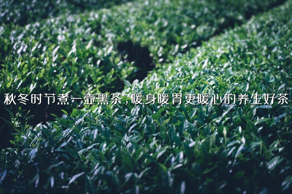 秋冬时节煮一壶黑茶,暖身暖胃更暖心的养生好茶 秋冬时节煮一壶黑茶,暖身暖胃更暖心的养生好茶