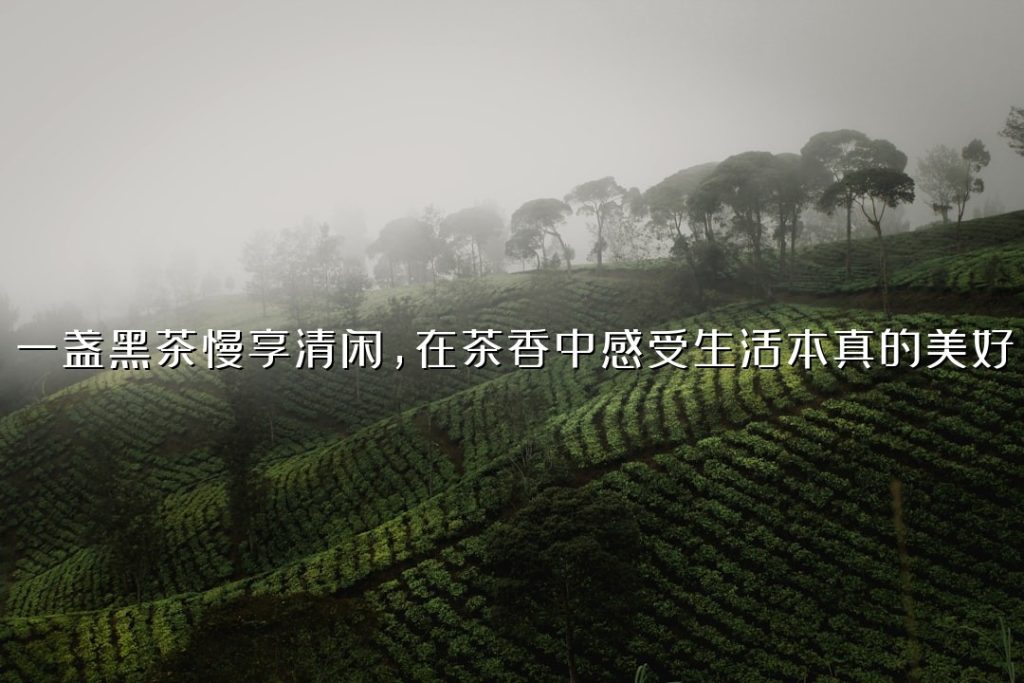 一盏黑茶慢享清闲,在茶香中感受生活本真的美好 一盏黑茶慢享清闲,在茶香中感受生活本真的美好